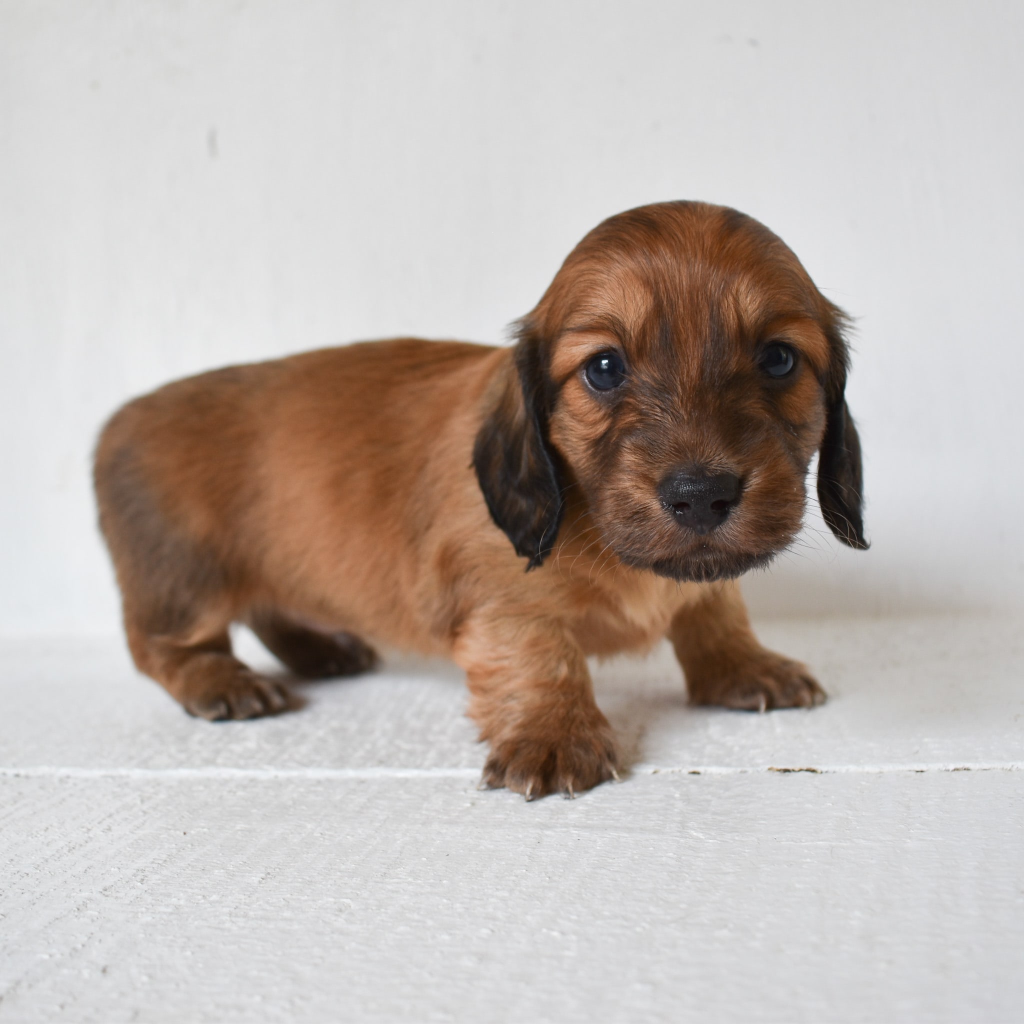 Mini Dachshund puppy