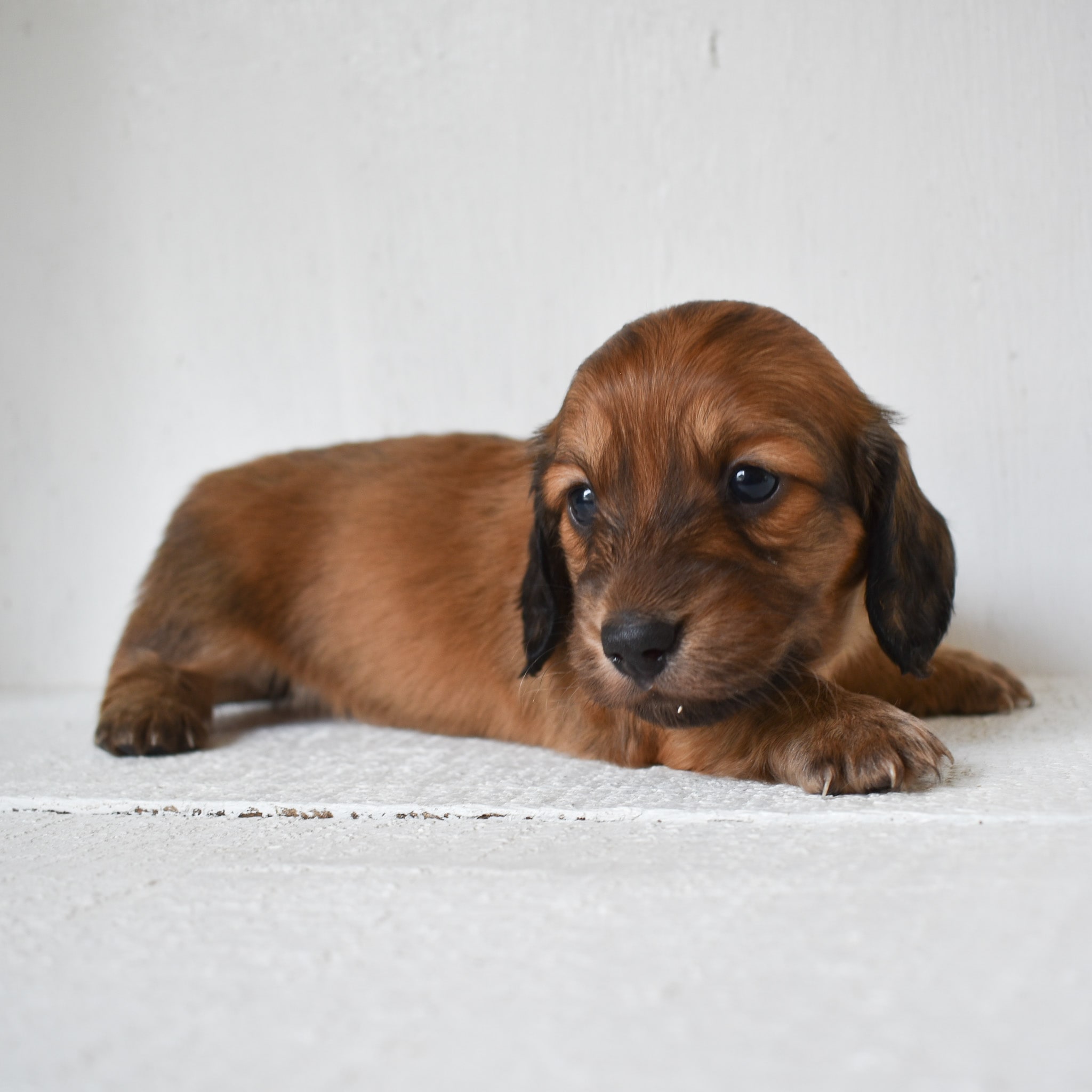 Mini Dachshund puppy