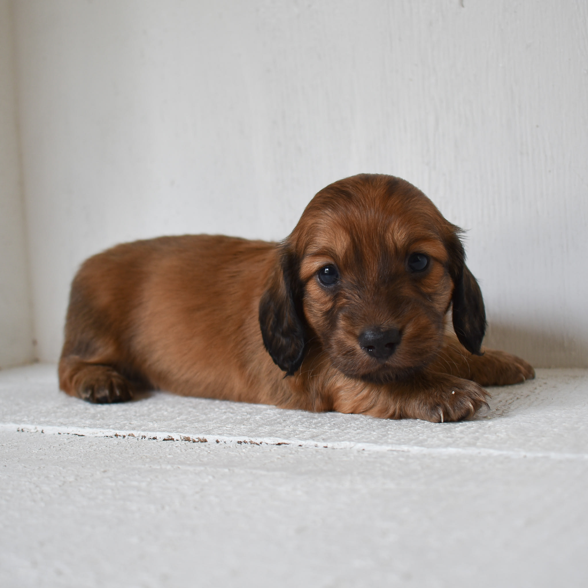 Mini Dachshund puppy