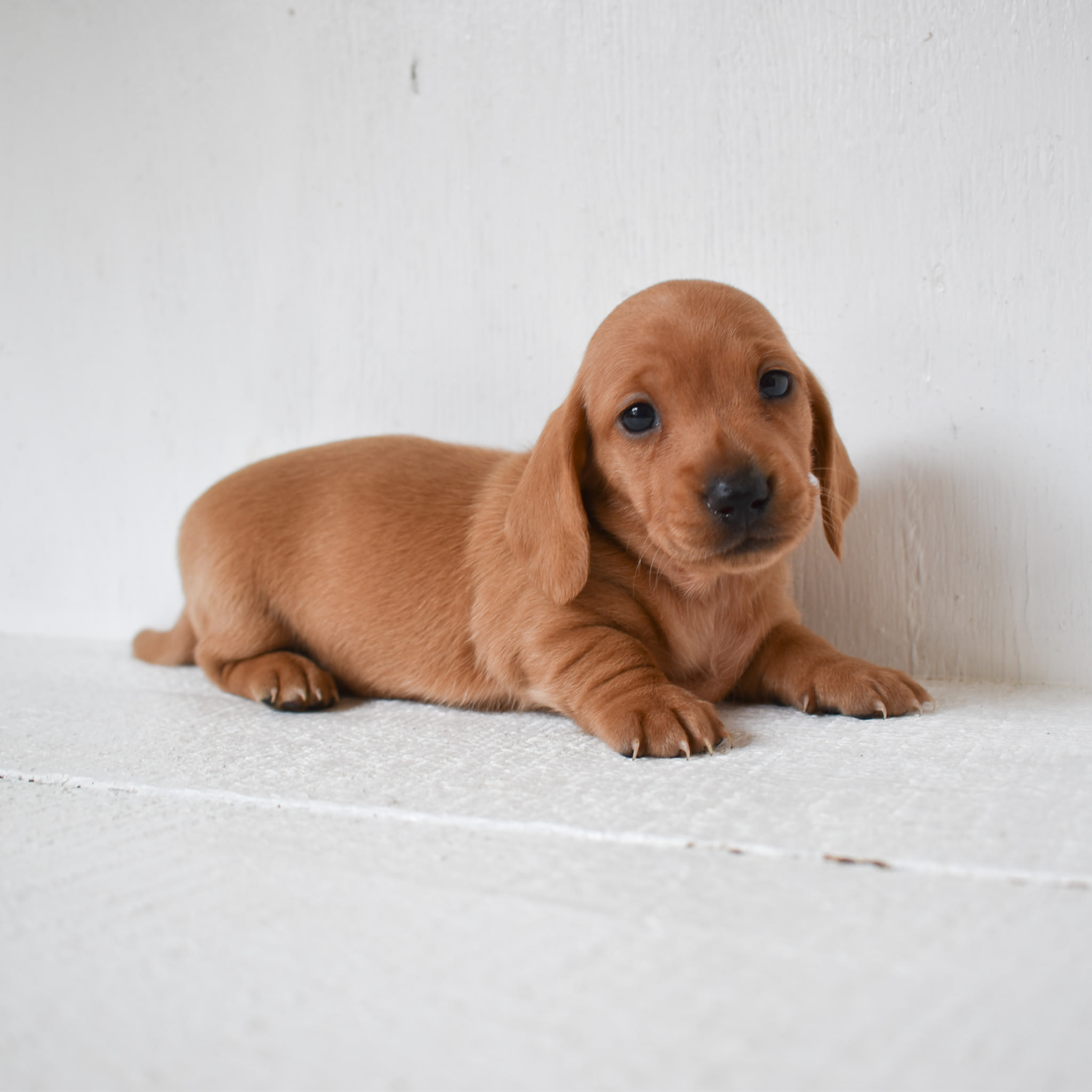 Mini Dachshund puppy