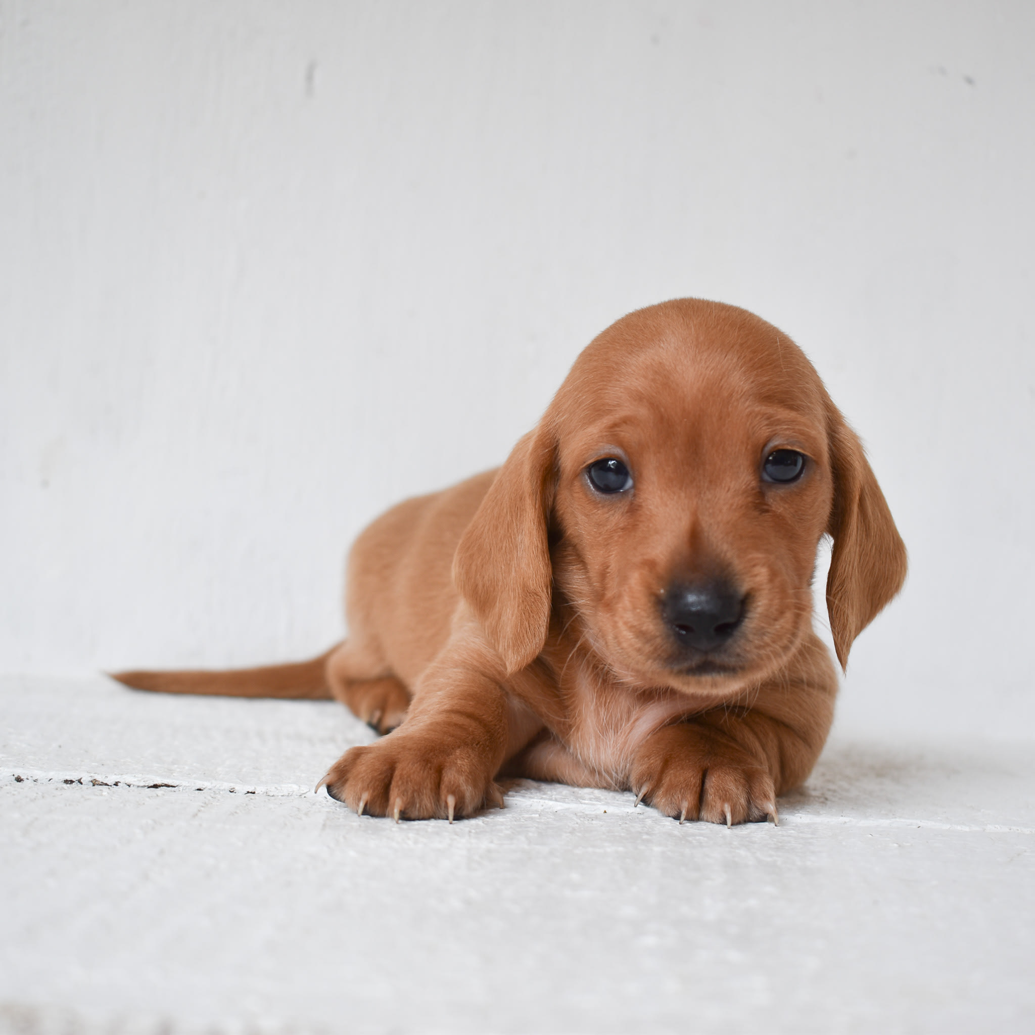 Mini Dachshund puppy