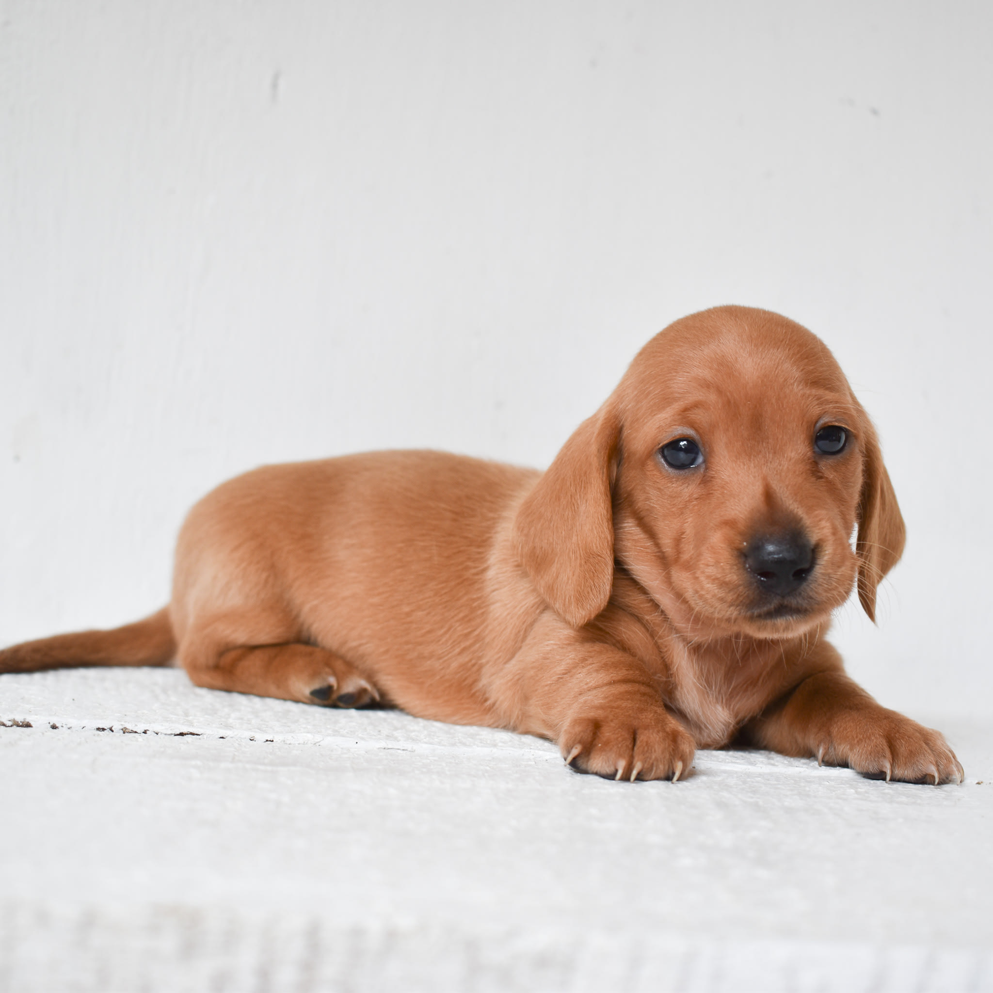 Mini Dachshund puppy