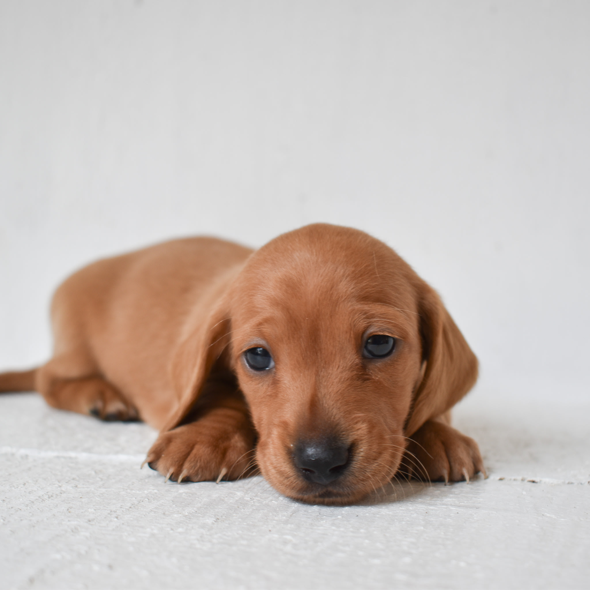 Mini Dachshund puppy