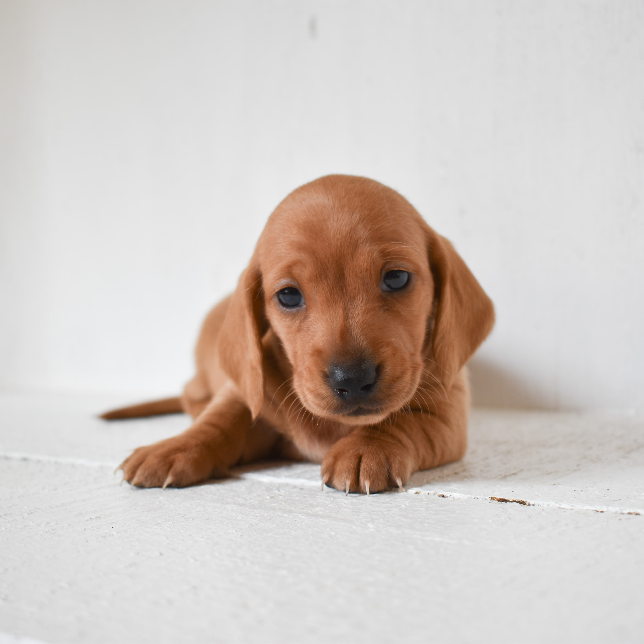 Mini Dachshund puppy