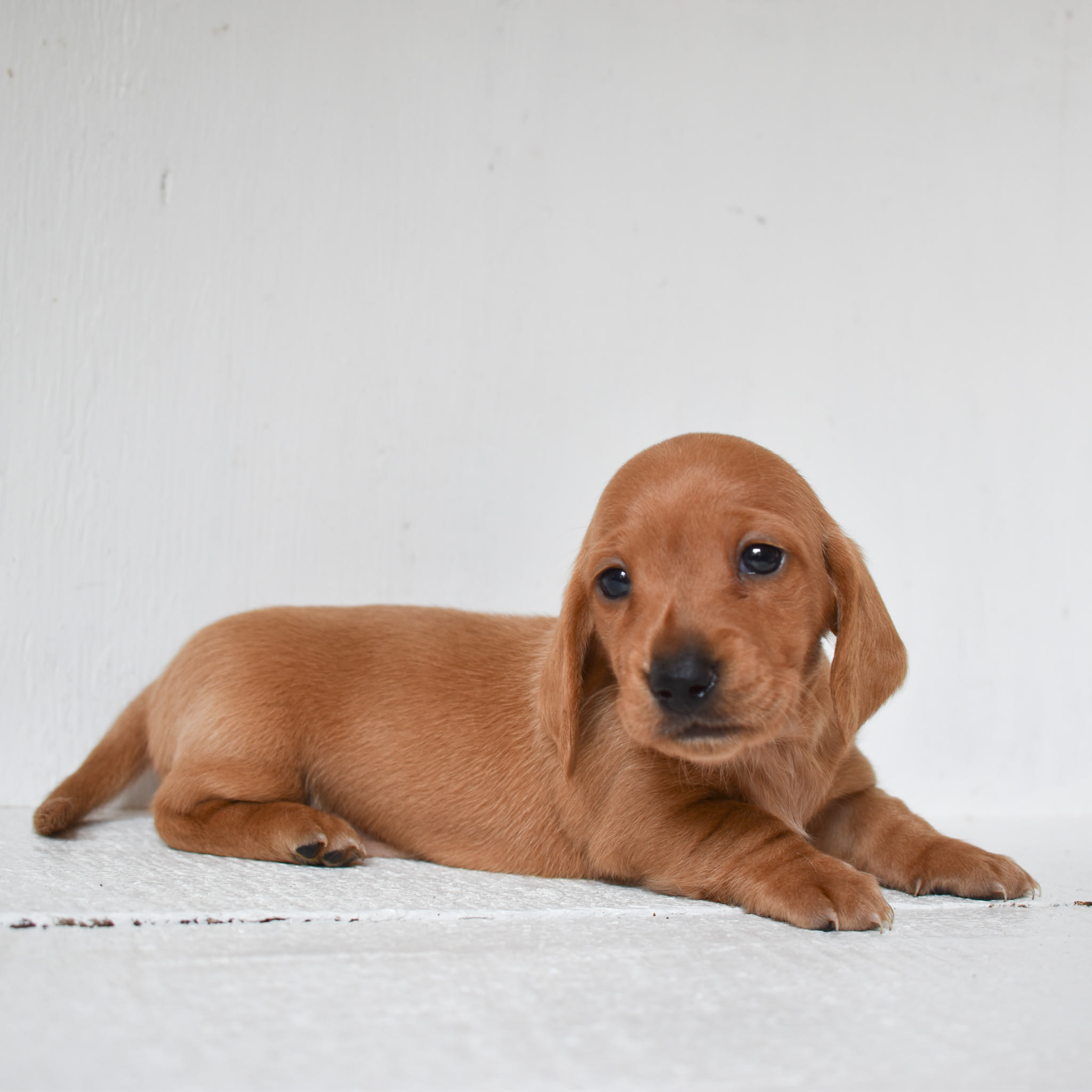 Mini Dachshund puppy