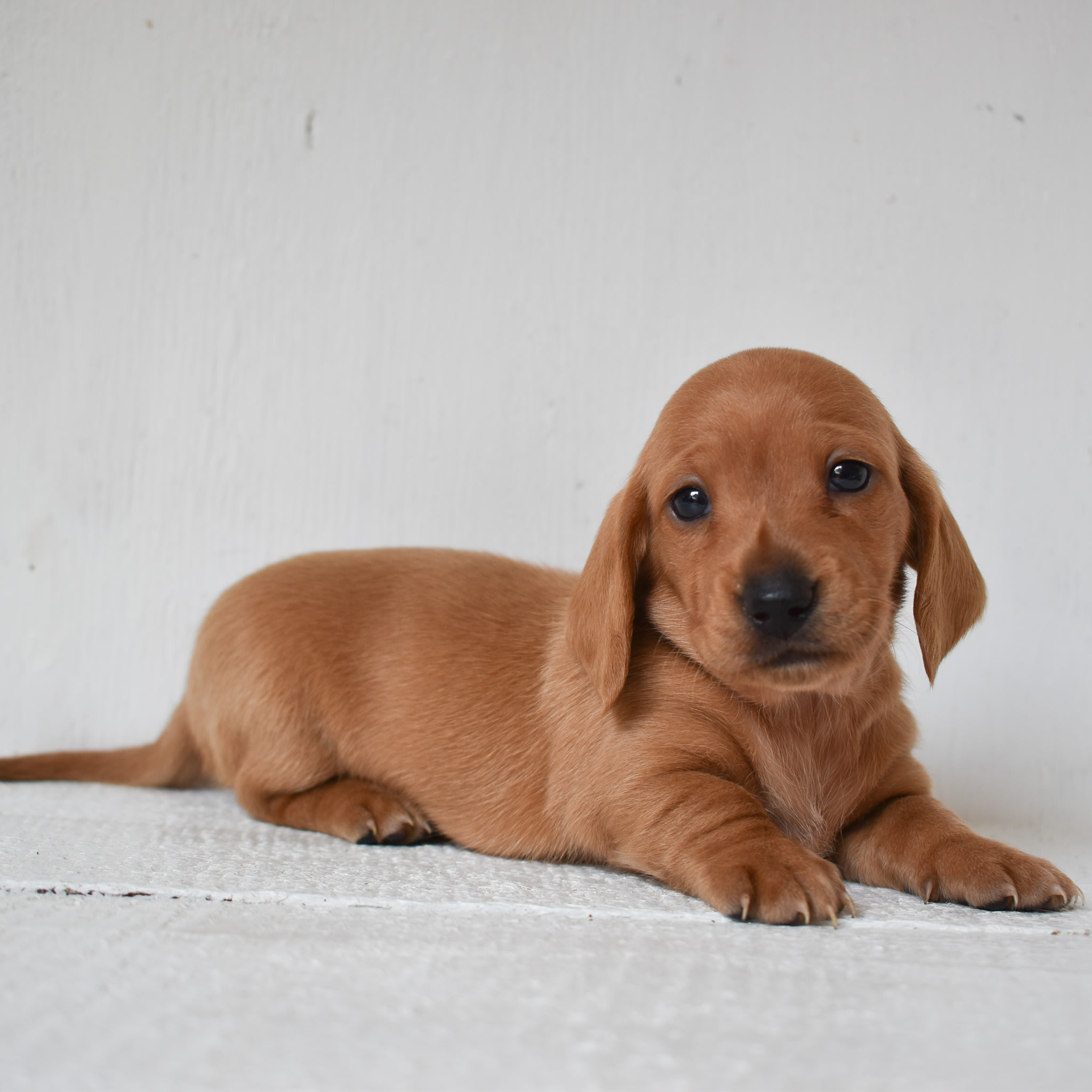 Mini Dachshund puppy
