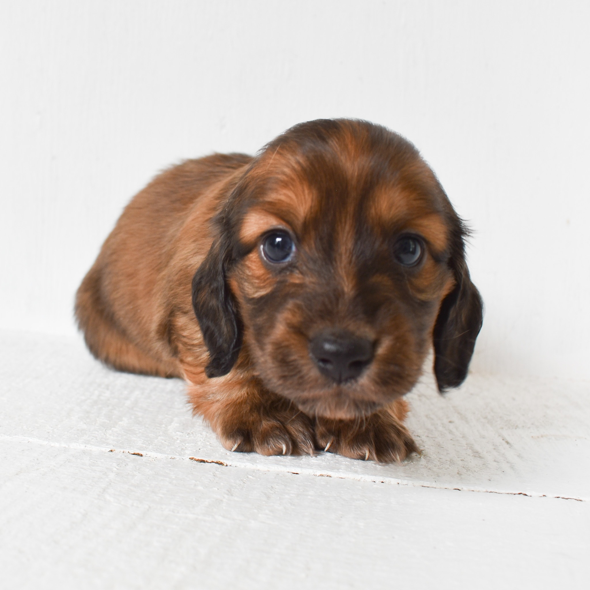 Mini Dachshund puppy