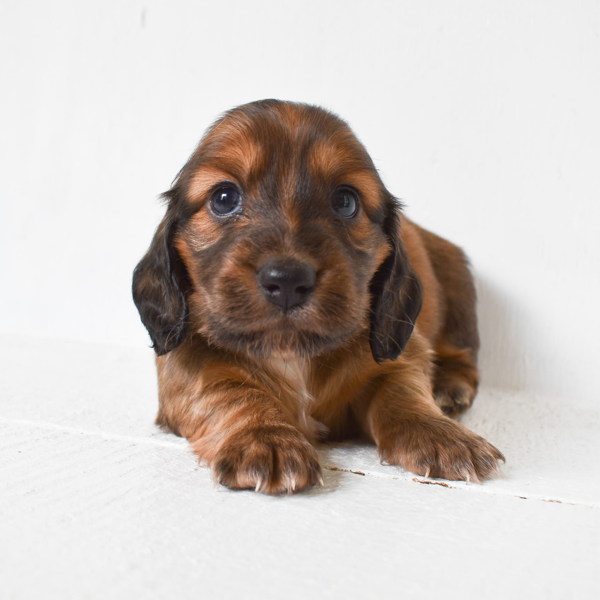 Mini Dachshund puppy
