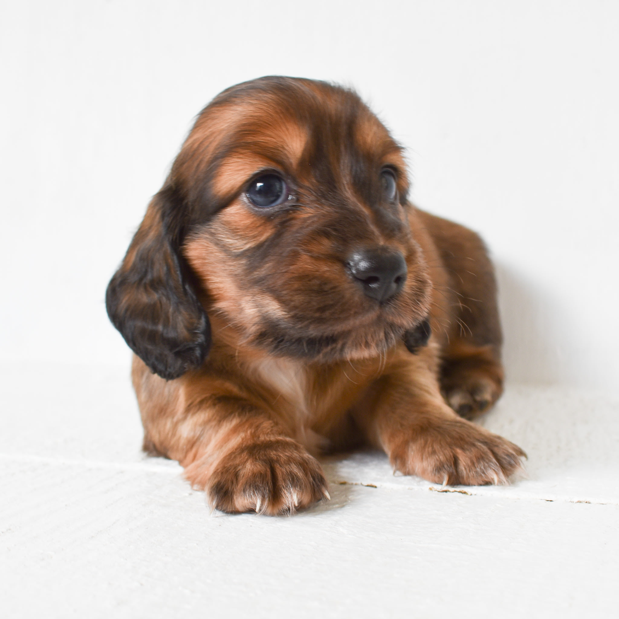 Mini Dachshund puppy