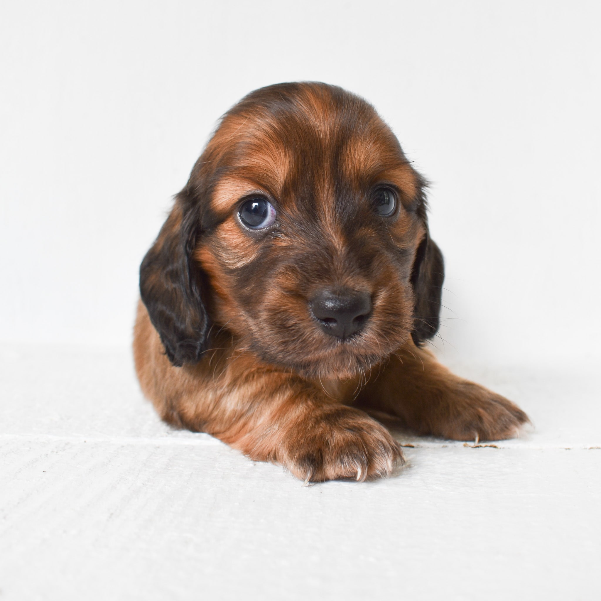 Mini Dachshund puppy
