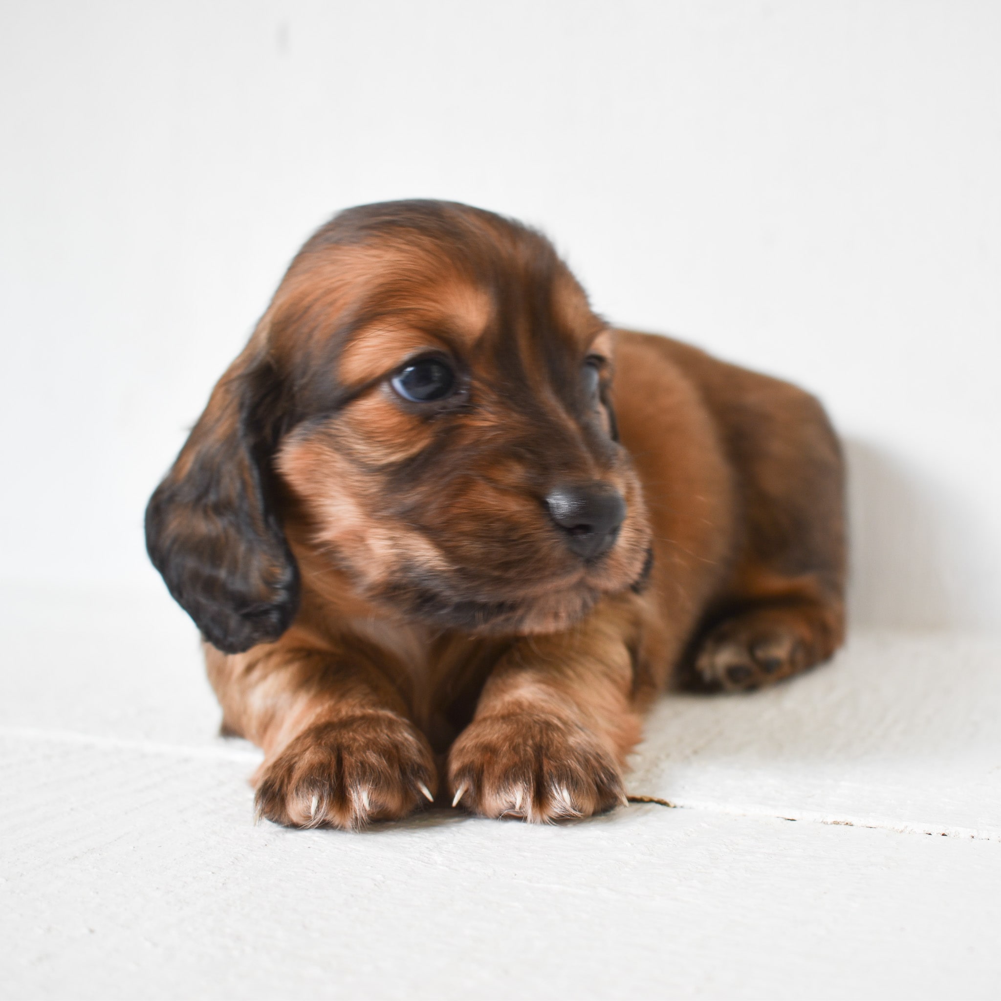Mini Dachshund puppy