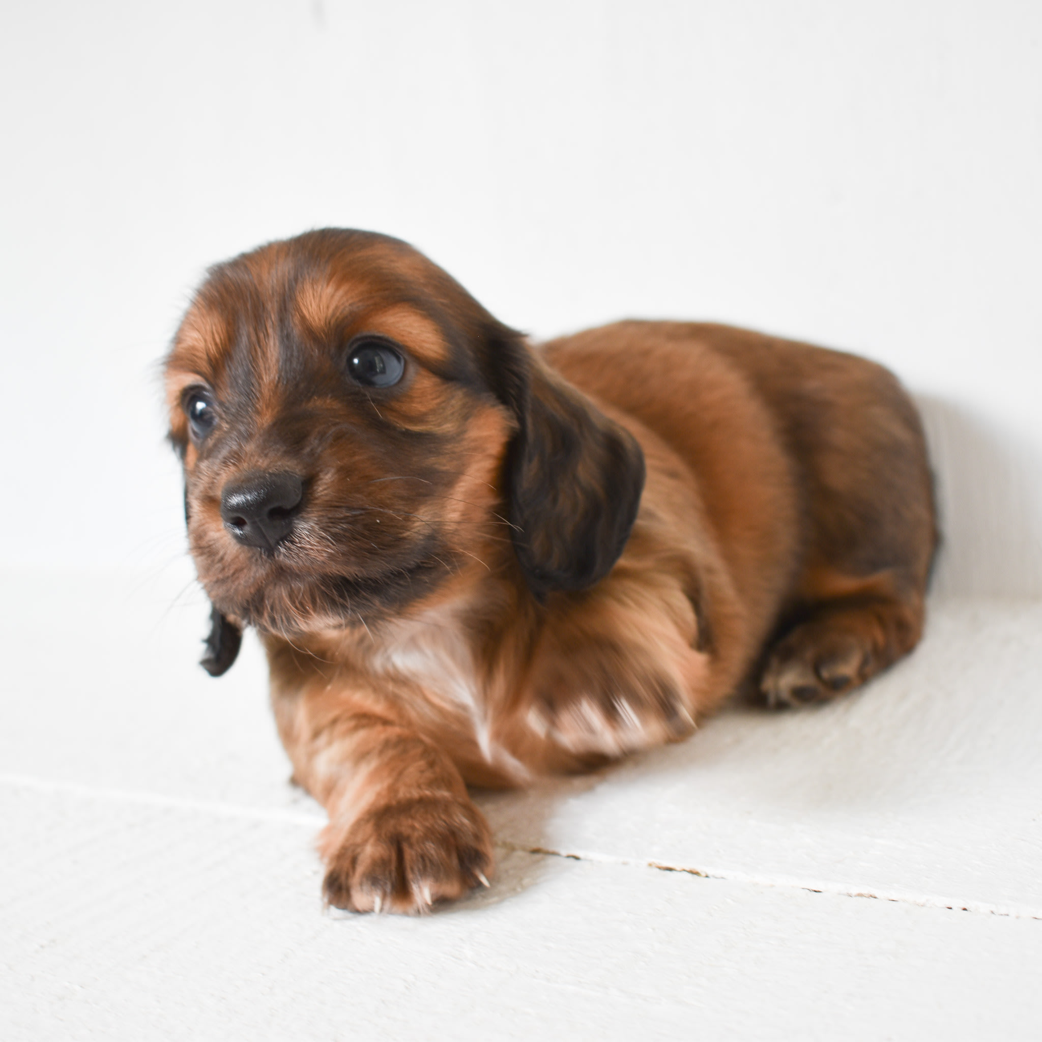 Mini Dachshund puppy