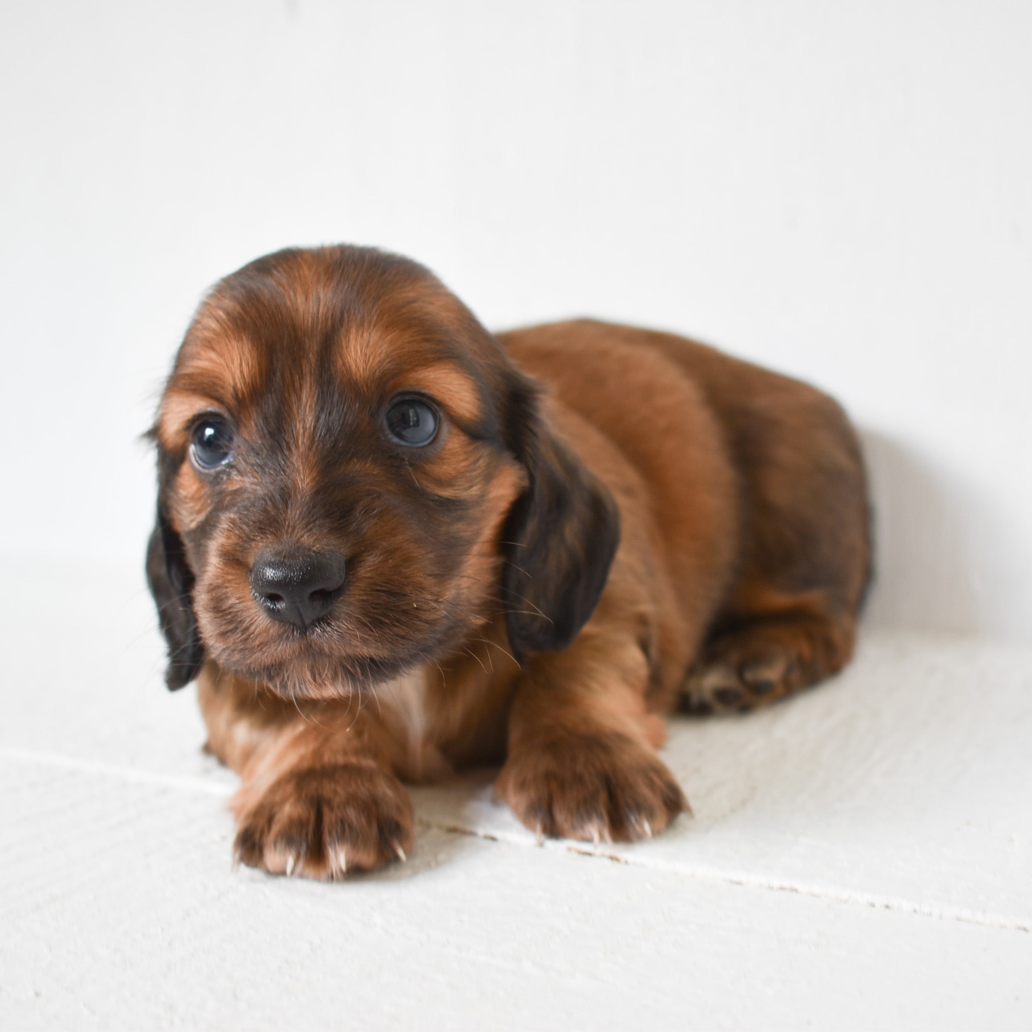 Mini Dachshund puppy