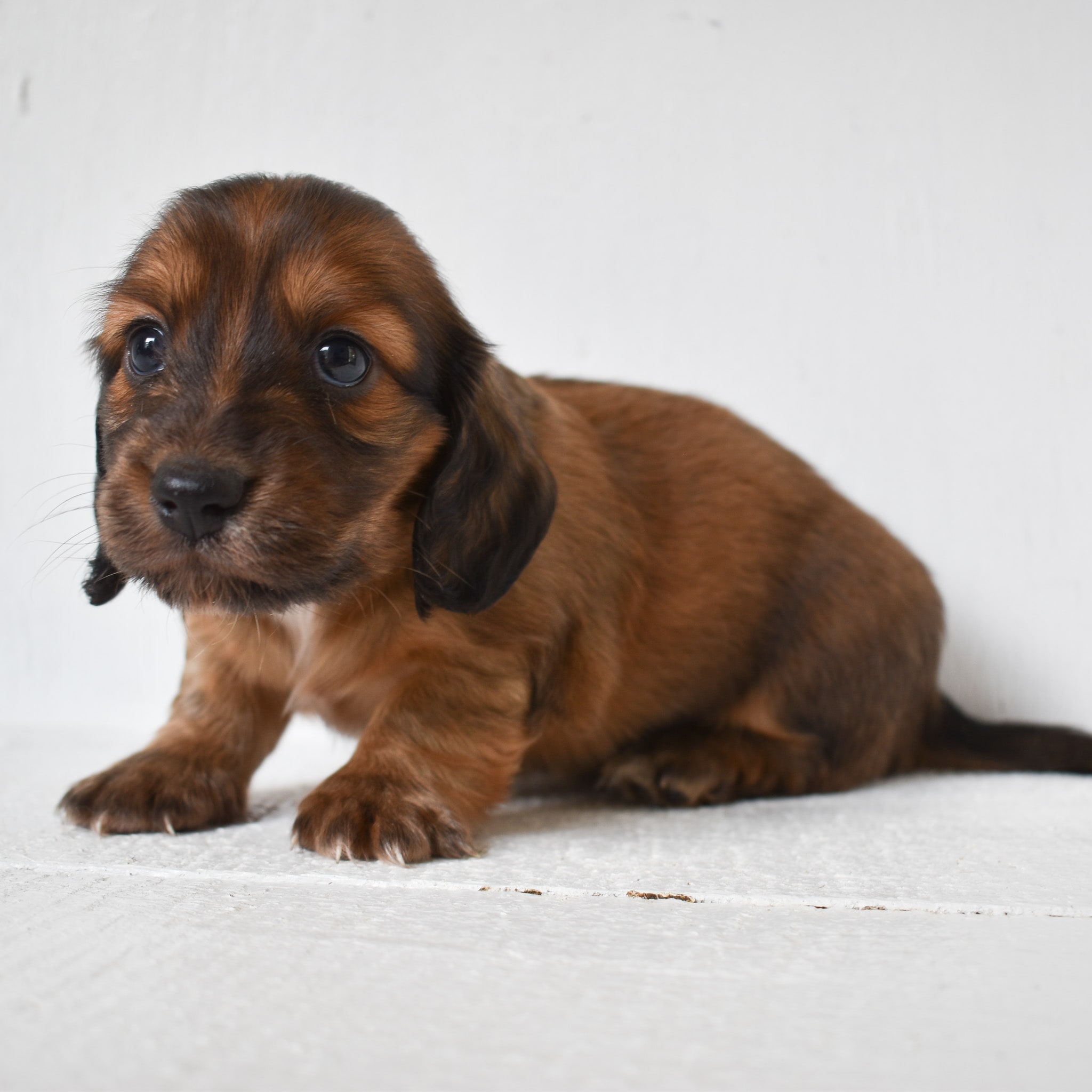 Mini Dachshund puppy
