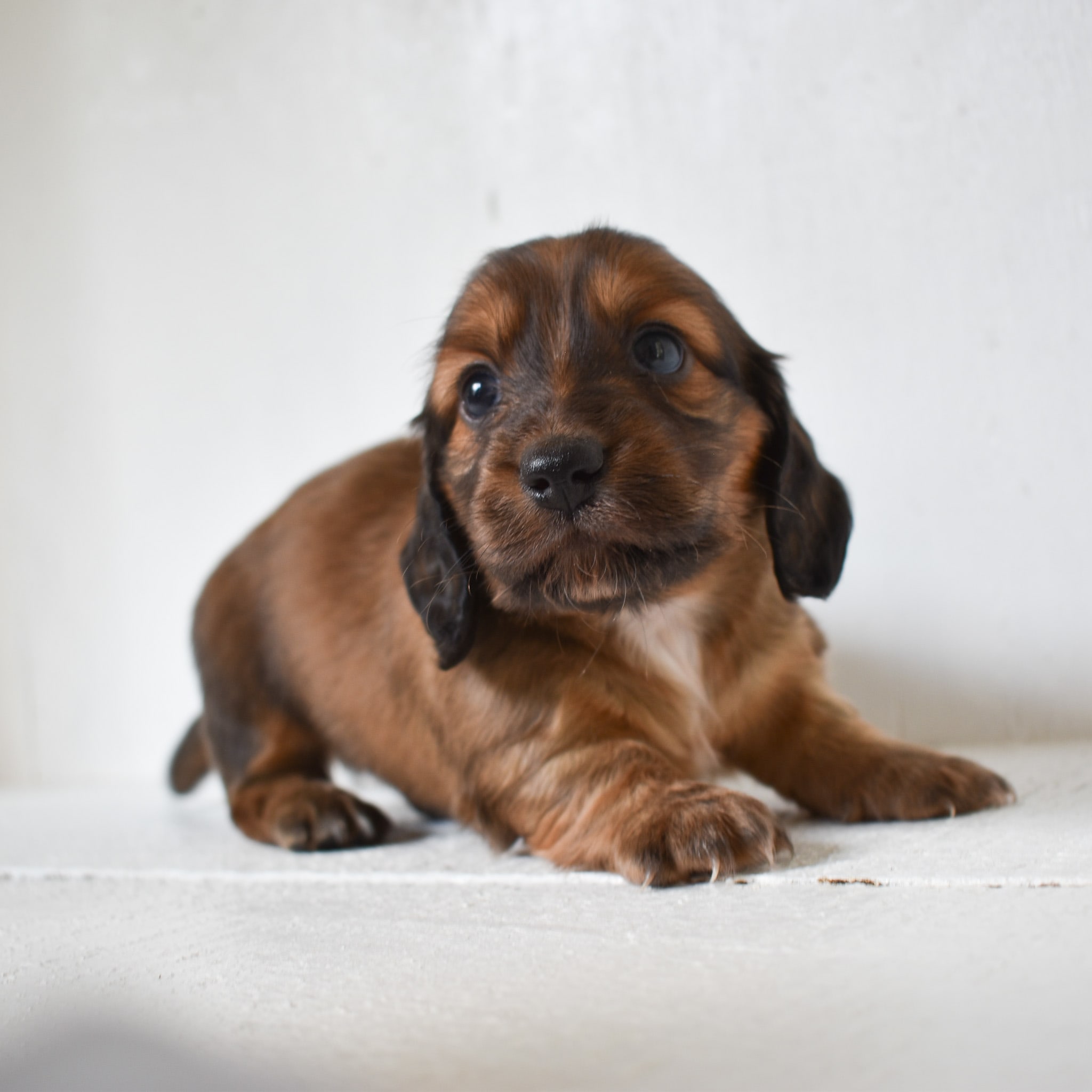 Mini Dachshund puppy