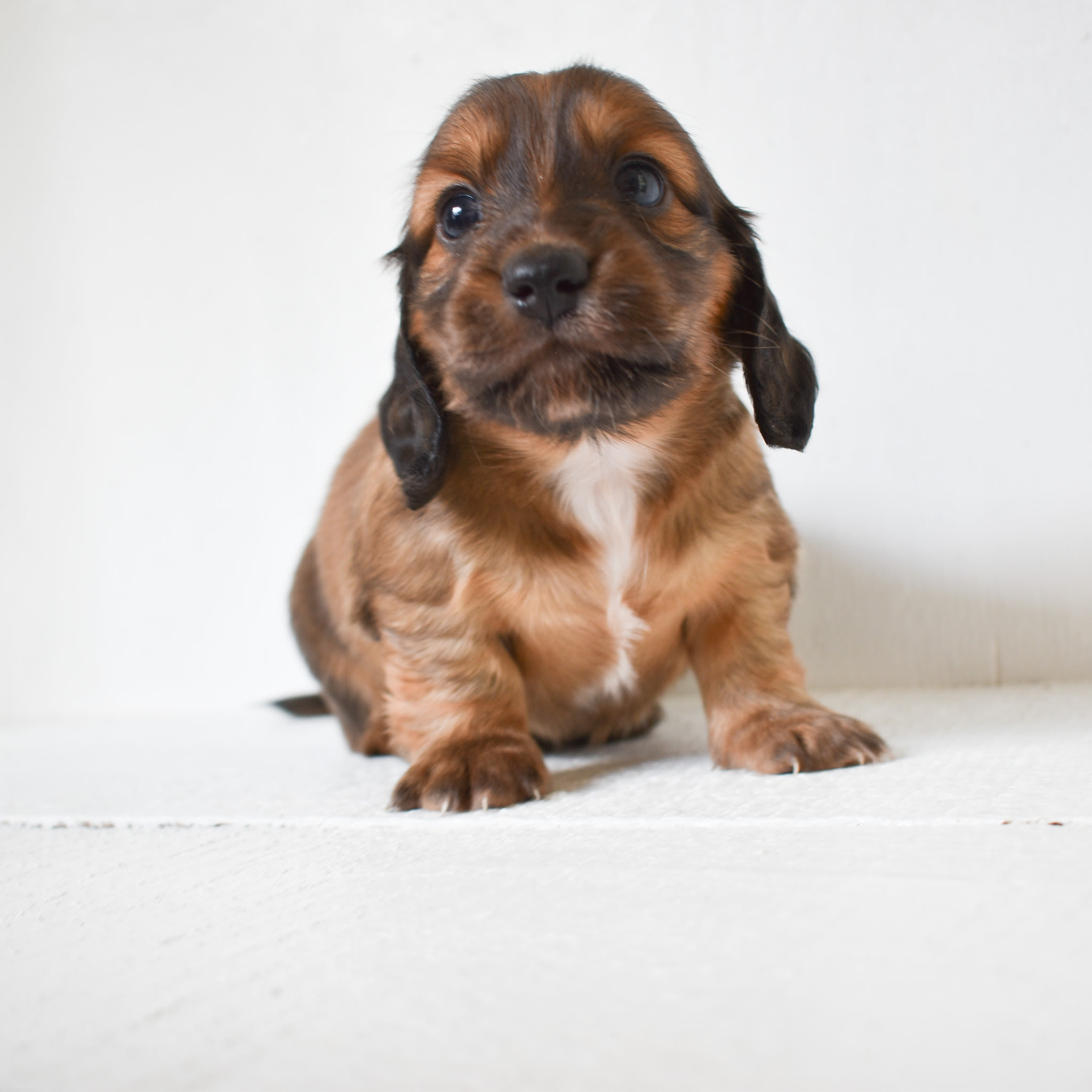 Mini Dachshund puppy