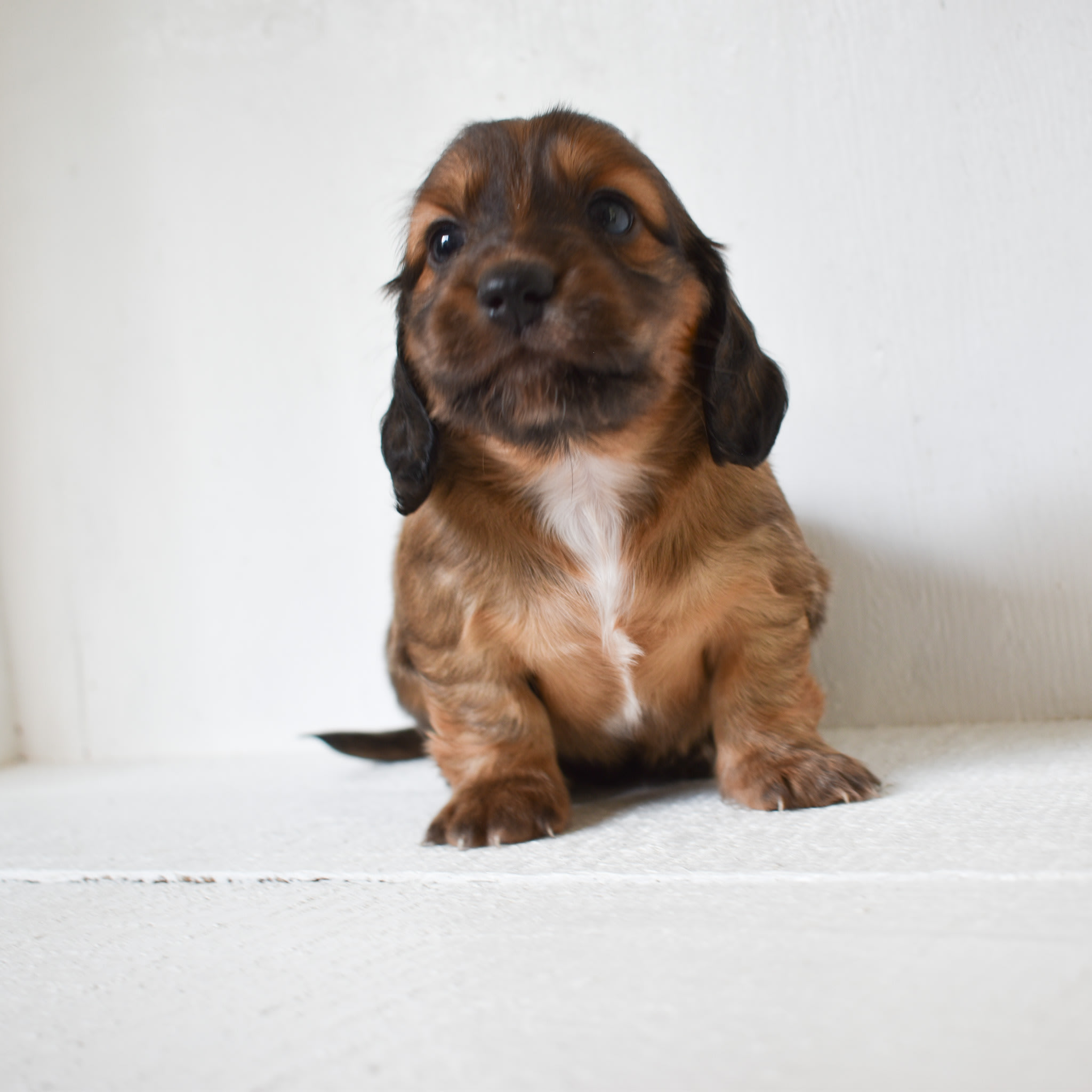 Mini Dachshund puppy