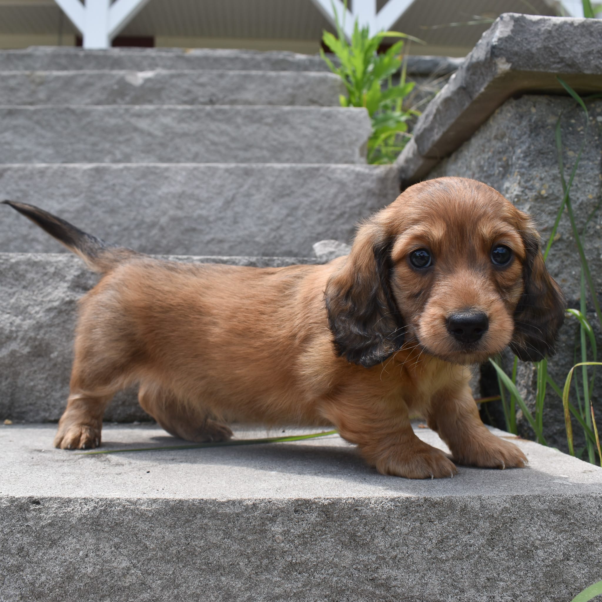 Mini Dachshund puppy
