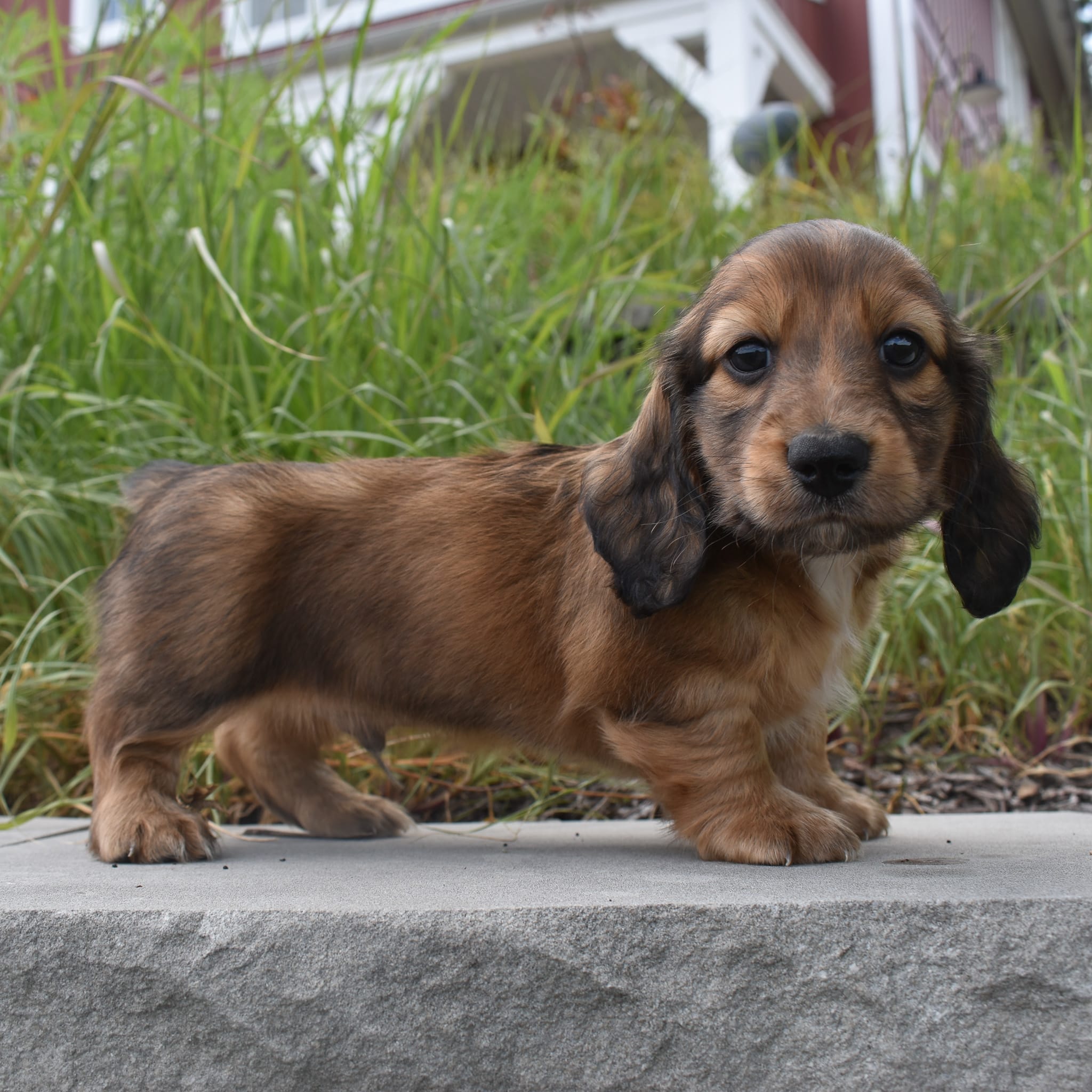 Mini Dachshund puppy