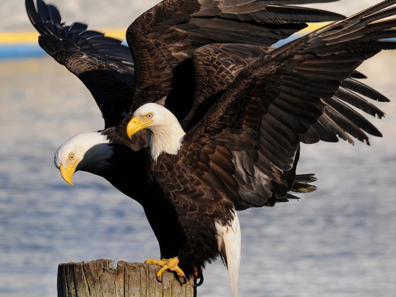 bald eagles haida gwaii