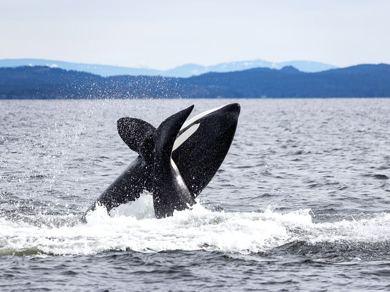 orcas queen charlotte islands