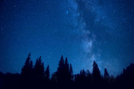 Forest at night with pine trees under dark blue sky with many stars