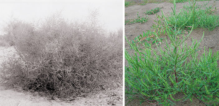 Солянка холмовая (Salsola collina Pallas) («Наука из первых рук» №1–2(91), 2021)