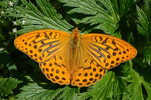 Самец перламутровки большой (Argynnis paphia)