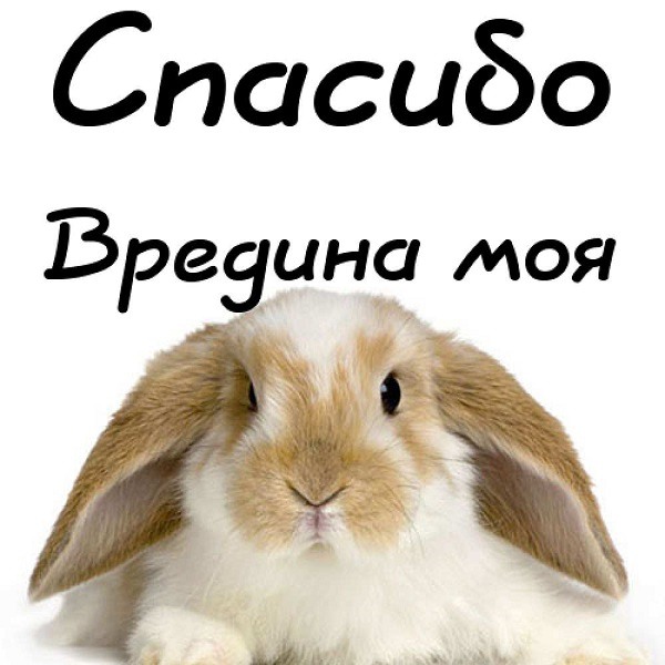 «»