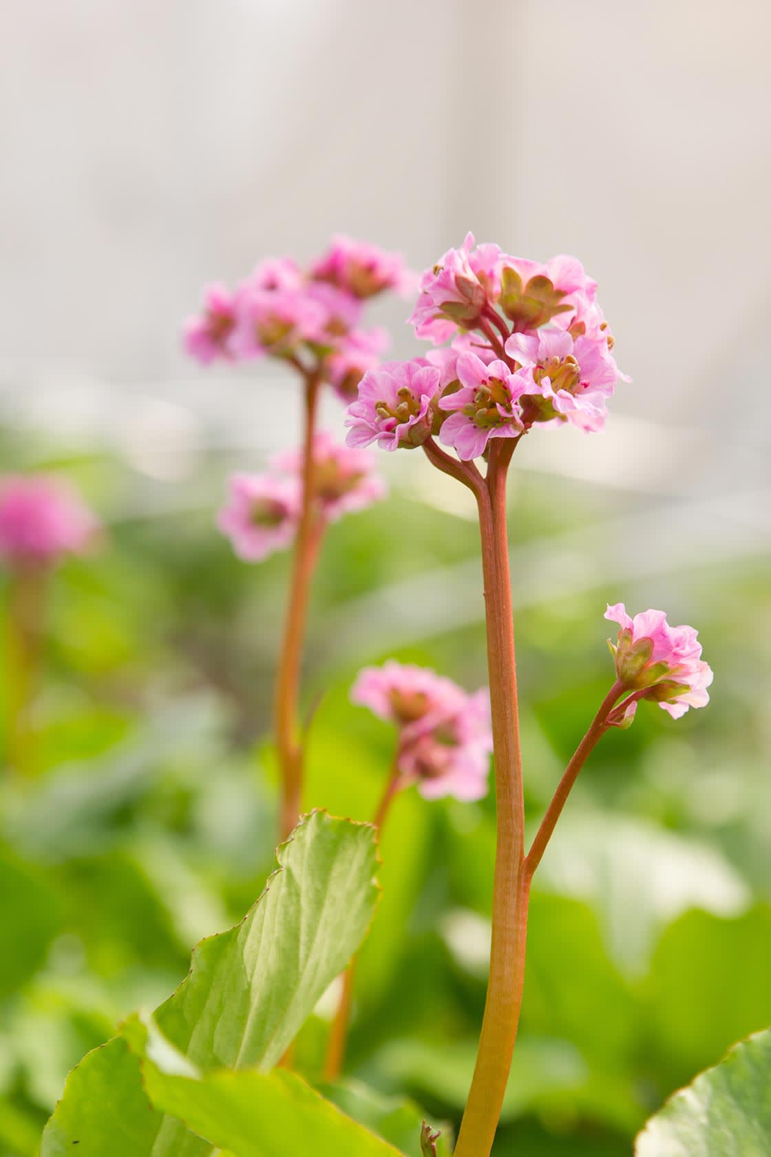 Karoo_floralien_03
