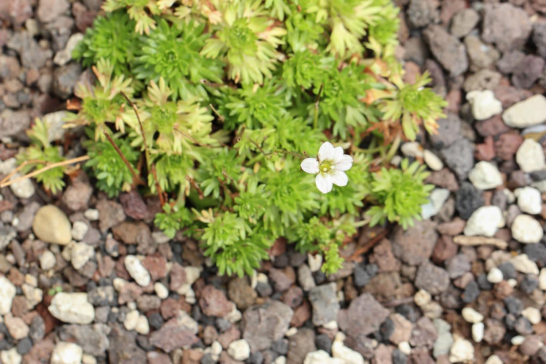 FLPS_003_Saxifraga
