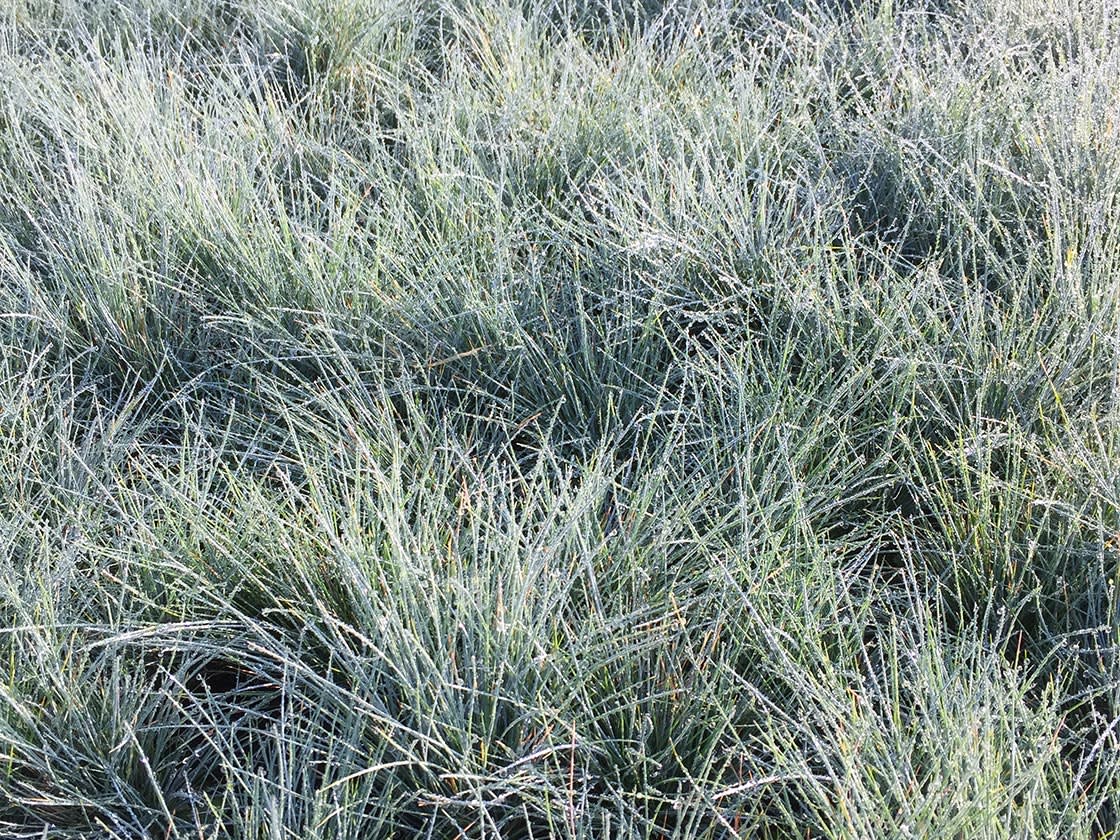 Siergrassen_festuca_glauca