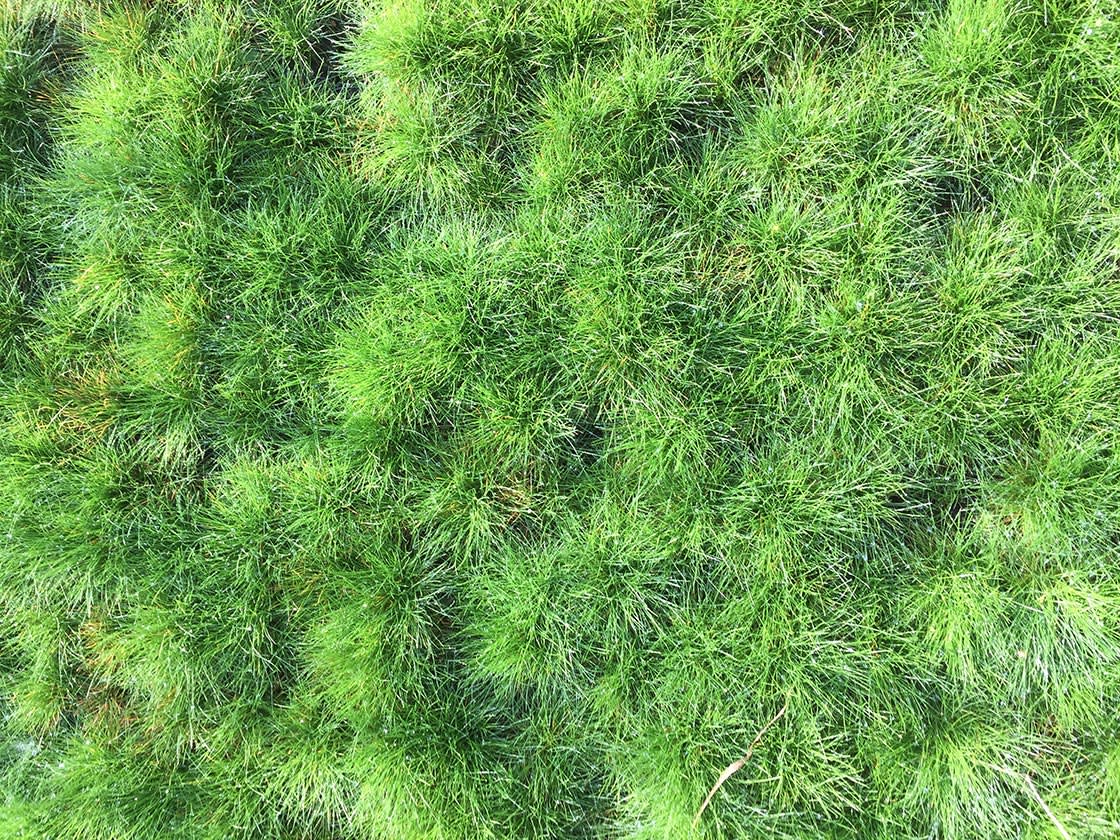 Siergrassen_Festuca_gautieri