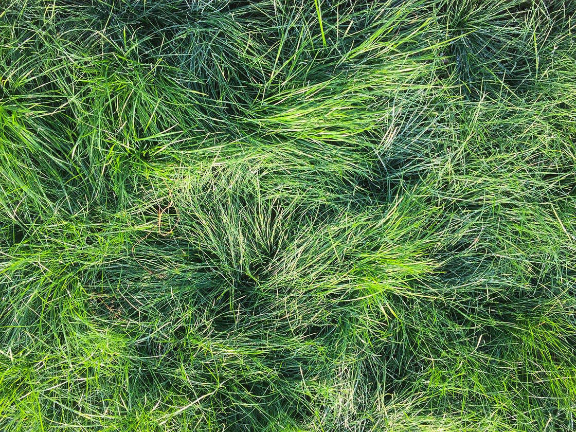 Siergrassen_Festuca_gautieri_2