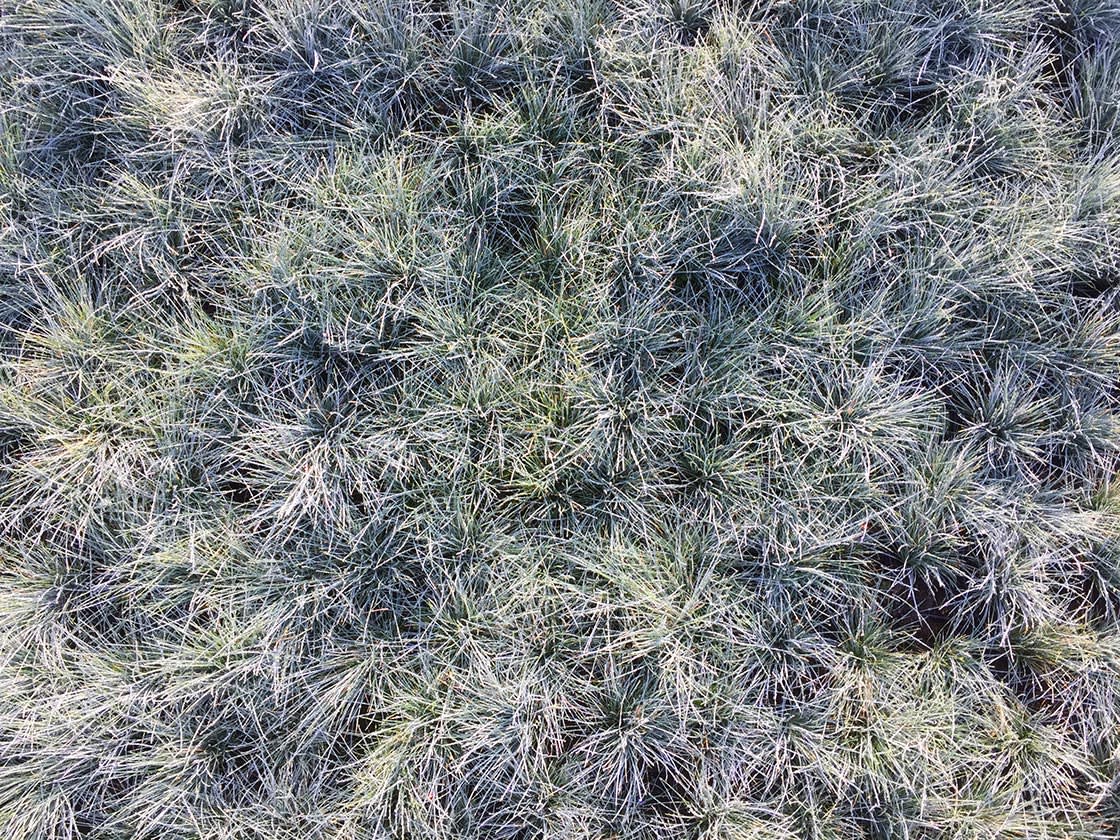 Siergrassen_festuca_glauca_2