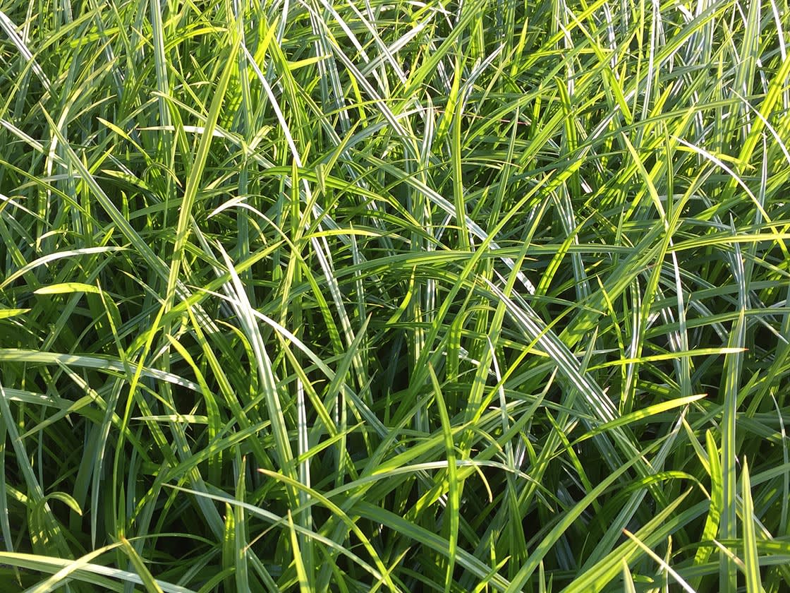 Siergrassen_Carex_morrowii_1