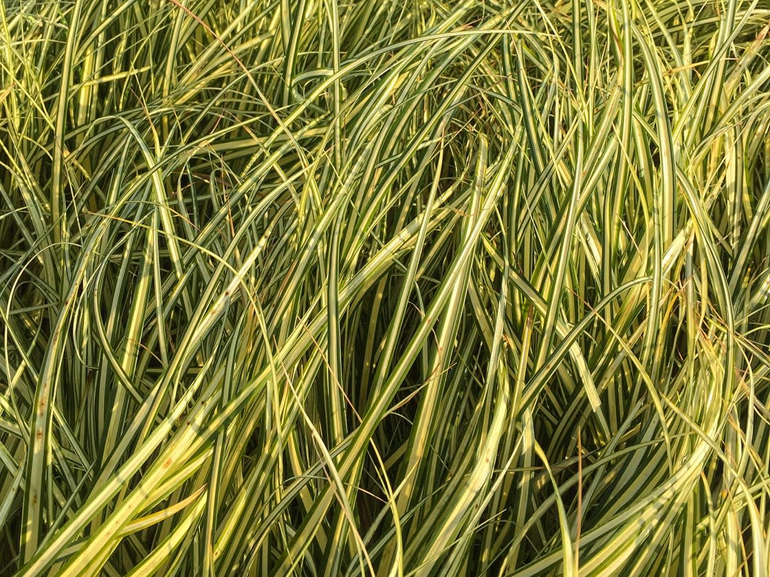 Siergrassen_Carex_morrowii_2