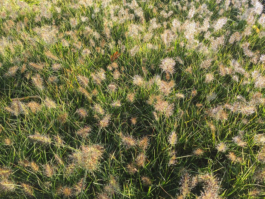 Siergrassen_Pennisetum_alopecuroides_little_bunny_01