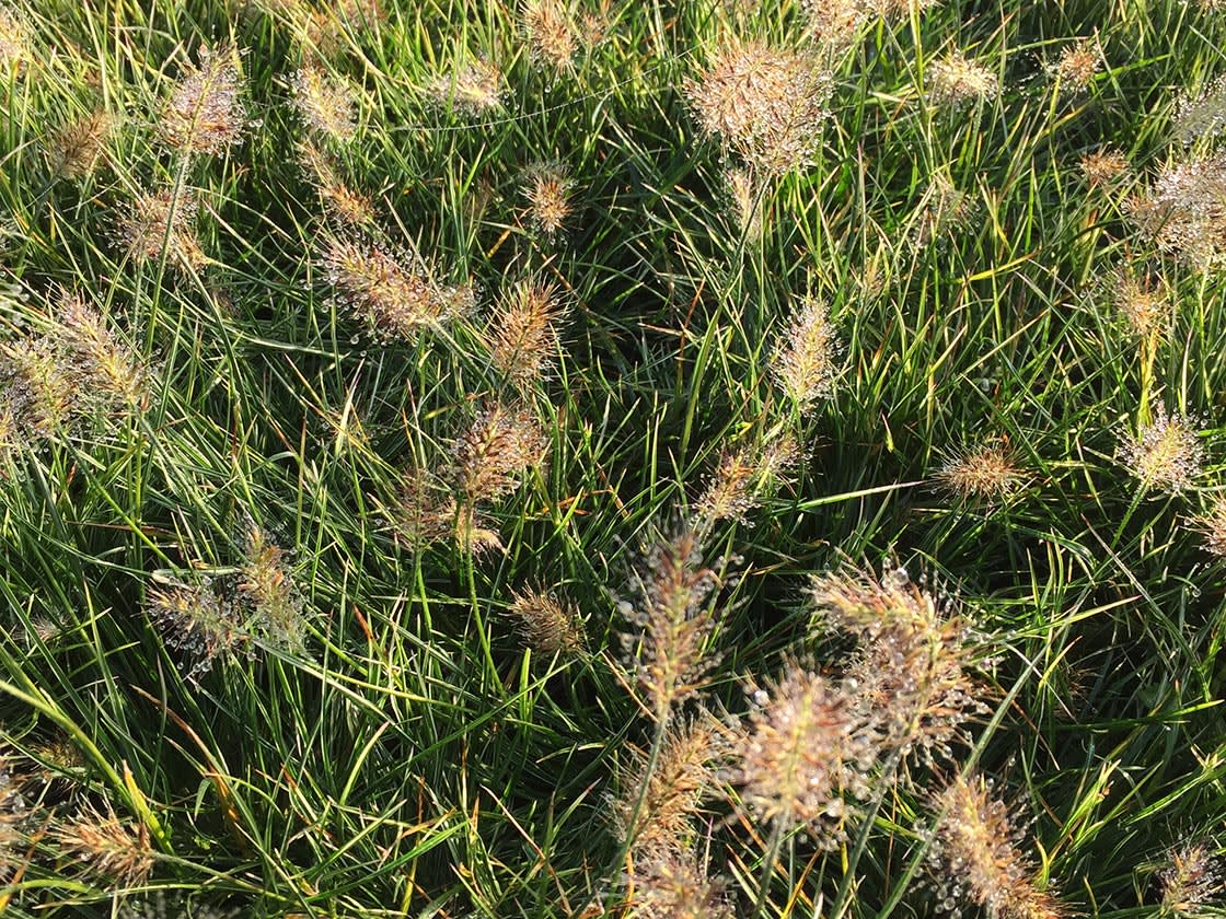 Siergrassen_Pennisetum_alopecuroides_little_bunny_02