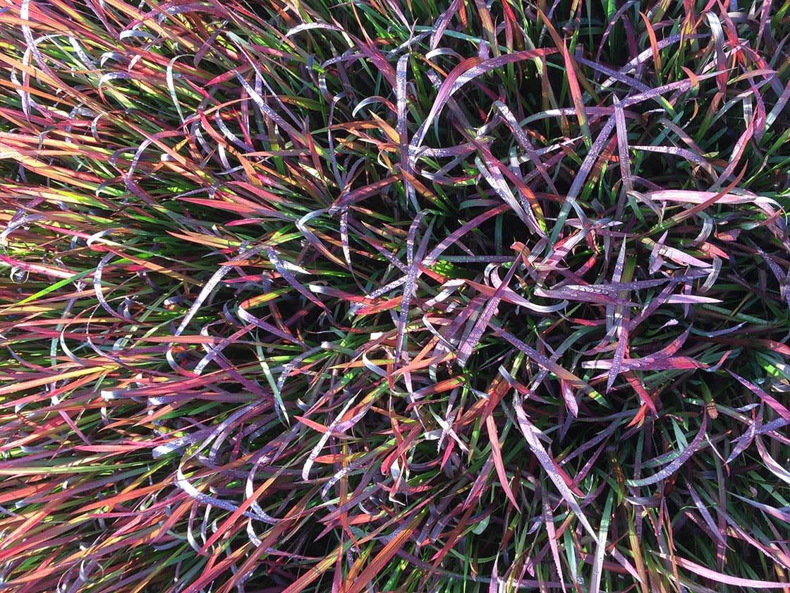 Siergrassen_Panicum_virgatum_kulsenmoor
