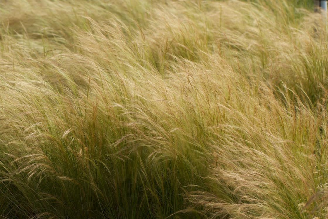 Siergrassen op het dak_stipa