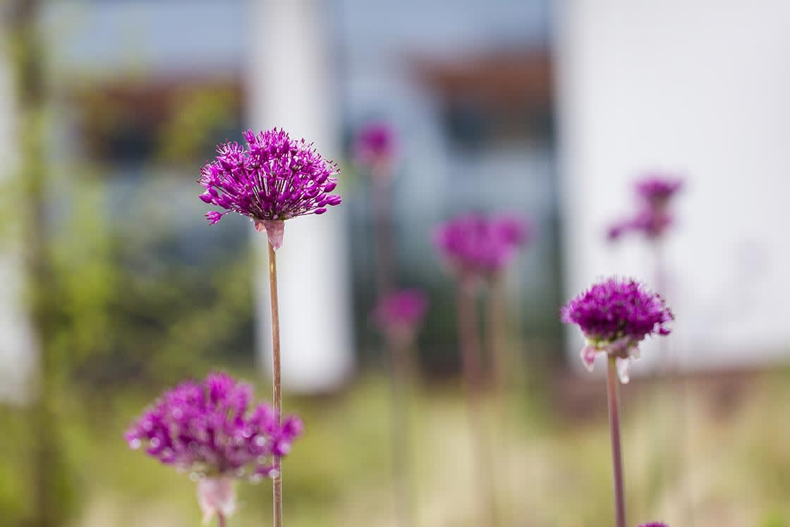 Duinenwater_mei2017_03_Allium
