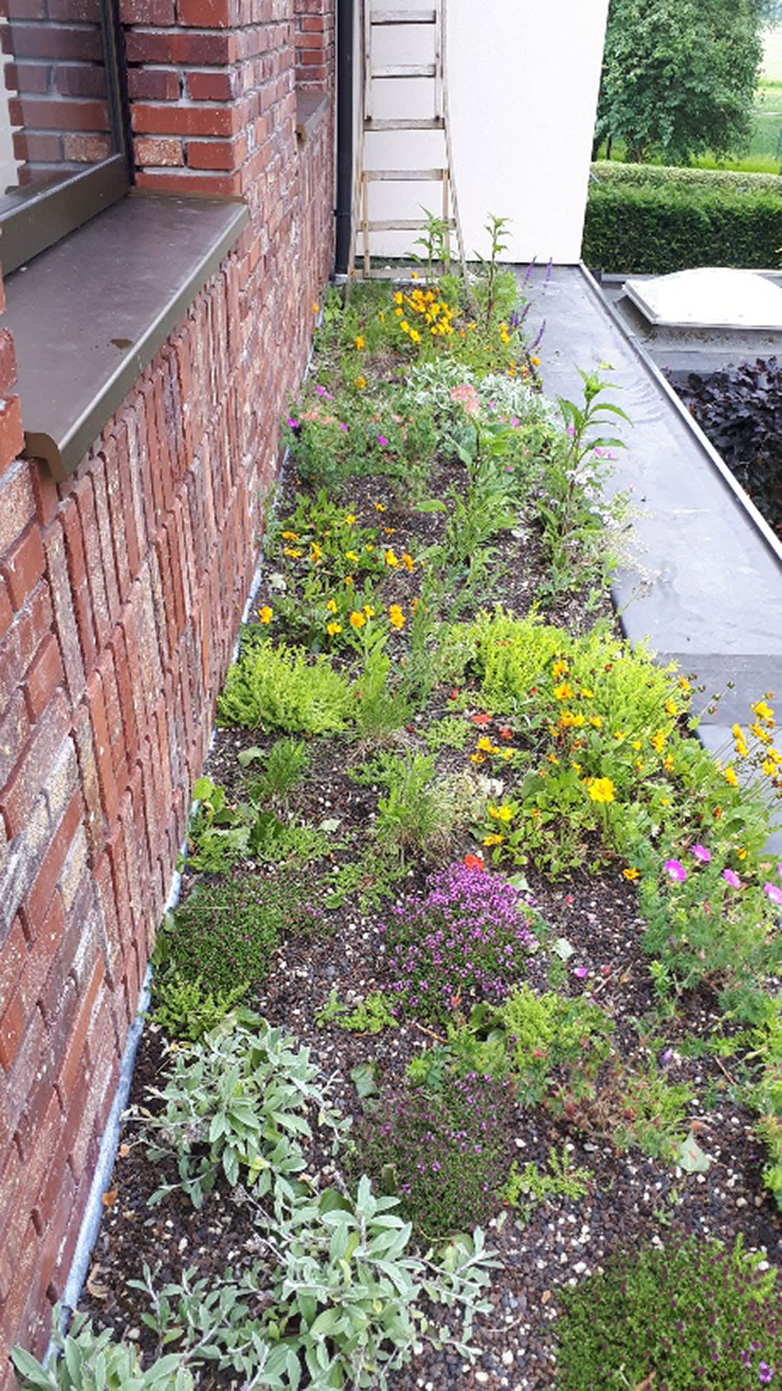 Vilain_Truyts_Senne_01