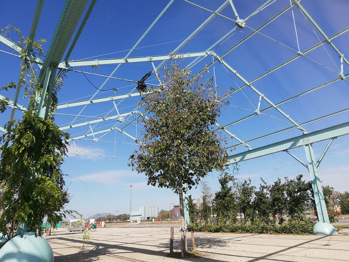 Park_Spoor_Oost_klimplanten_sept2019_02