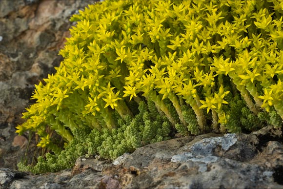 planten-op-daken-sedums-vetplanten