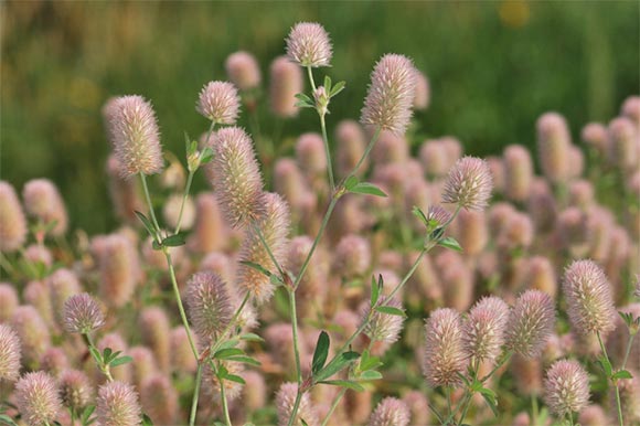 planten-op-daken-hazenpootje