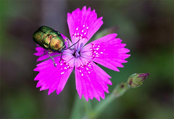 planten-op-daken-kanjers