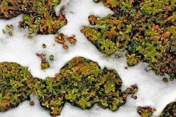 onderhoud-van-een-groendak-winter