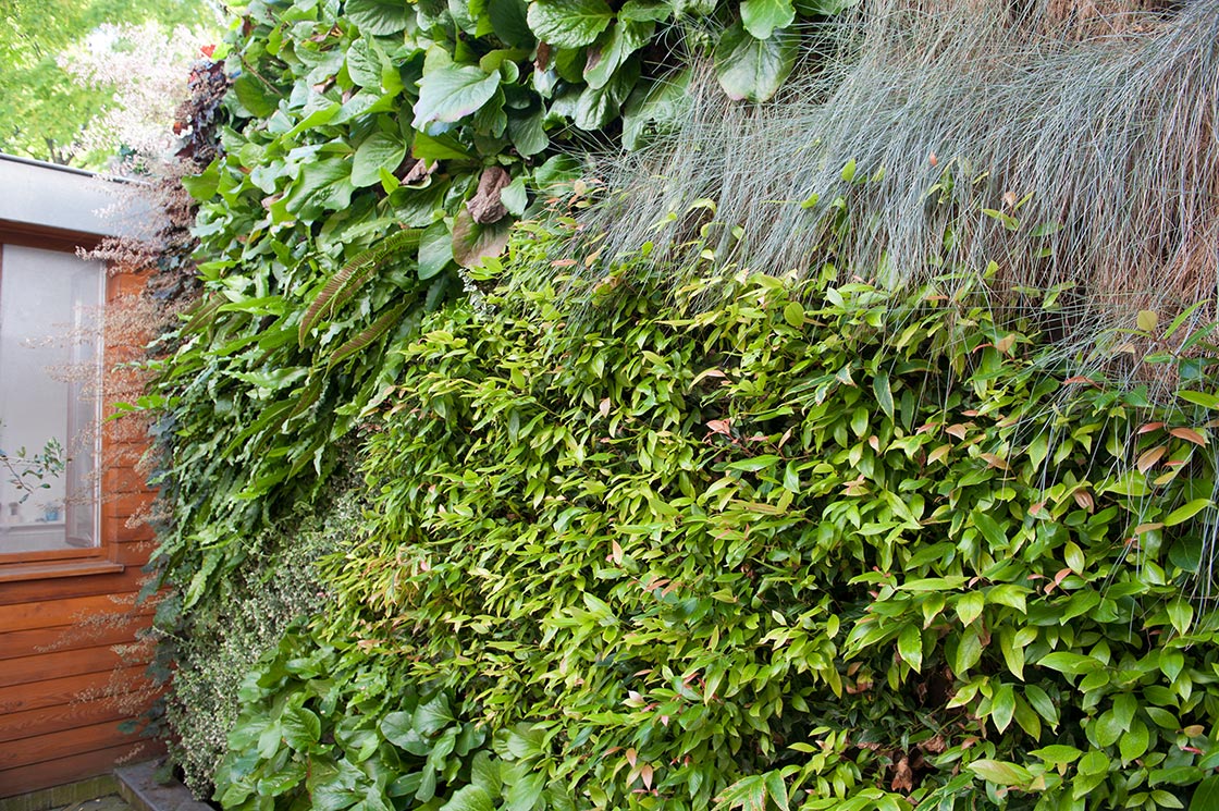 Canopy - Groengevel bhgb gent