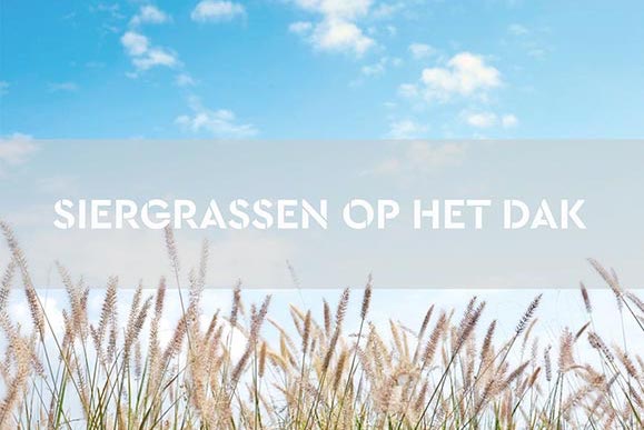 planten-op-daken-siergrassen